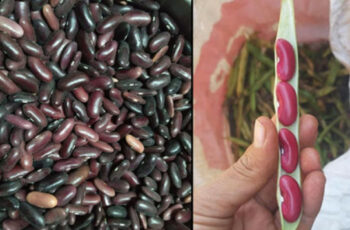Mandalay bean market starts with high prices of peanuts